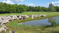 golf met singles in Drenthe op Gelpenberg